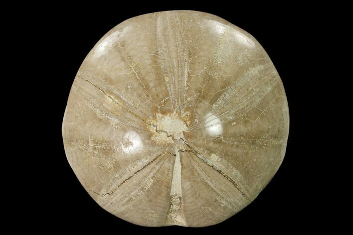 Polished Jurassic Sea Urchin (Clypeus) Fossil - England #152740